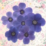 ♡new♡小さめ♡作家様必見♡アネモネ押し花セット♡