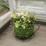 もふもふ育つグリーンの器＊花ほたるのティータイム