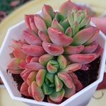 多肉植物　フィンダ―　群生　美苗　抜き苗
