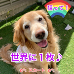 『狙って！世界に１枚♪』スカートオプション