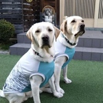 大型犬　RS   完成品　クール