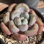 【ジャッカル　エケベリア】♡韓国苗♡ 多肉植物