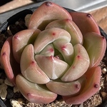 【パープルシャンペーン　エケベリア】♡韓国苗♡多肉植物　１