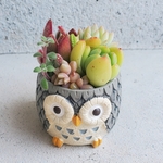 完成品♡即日発送可🆕幸福を呼ぶフクロウさんのぷっくり可愛いカラフル寄せ植え(多肉6種)