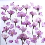 サクラの押し花⑥