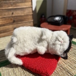 寝顔まで渋い猫ちゃん