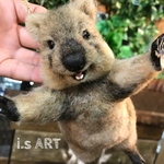 クアッカワラビー♡