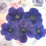 ♡new♡小さめ♡作家様必見♡アネモネ押し花セット♡