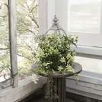 もふもふ育つグリーンのバードケージ＊クレマチス・ペトリエイ№3