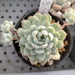 多肉植物　ピンクローサ