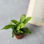 テラコッタ植え♡コウモリラン　ビカクシダ　