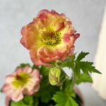 ゲウム　マイタイ♡八重咲きの可愛い宿根草♡寄せ植え　ガーデニング　苗　バラ科