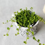 プラティア　アングラータ♡エクボ草　小花が可愛いグラウンドカバー　育てやすい　苗