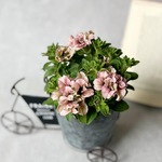 ペチュニア　ティーパーティー　ルフナ♡大きなお花の桂楓園さんオリジナル品種　苗