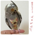 きのこ-７５　クビレ有　フライトスーツ★バードダイパー