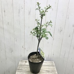 希少 接木株  花さんしょう 花山椒 4.5号ポット