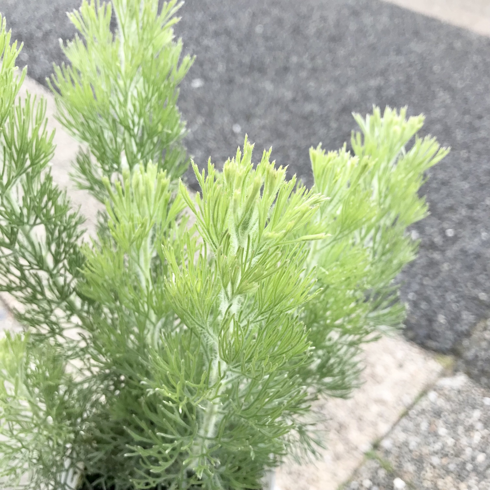 オージープランツ♡ アデナンサス ウーリーブッシュ 3号ポット苗