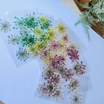 押し花 　レースフラワー　50枚セット　プレゼント付き🌼