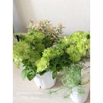 【F様お取り置き品】湘南ヴェルデ寄せ植え用３ポットセット