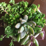 多肉植物      寄せ植え
