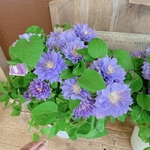 入荷しました！八重咲きクレマチス♡円空【毎年楽しめる可愛いお花】お花がたくさん！宿根草