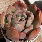 【グラムピンク　エケベリア】♡韓国苗♡多肉植物
