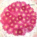 ♡new♡作家様必見♡ 人気のバーベナがいっぱい♡ 押し花セット