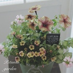 antiqueな寄せ植え𓂃❁⃘𓈒𓏸母の日のプレゼント  引越し祝い    お誕生日プレゼント   自分へのご褒美に♡