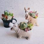 完成品♡即日発送可🆕大人気！お口を開けたカバくん(S)のシンプル寄せ植え🦛(多肉3種とサボテン1種のmix寄せ植え)