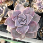多肉植物　パープルディライト