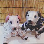 aibo 2きょうだいセット 甚平 トンボ白と紺