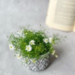 ブラキカム　ホワイティ♡小さい小花が可愛いキク科のお花♡寄せ植え　花壇　苗