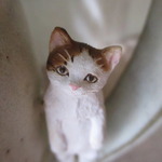 子猫マグ