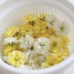 着色かすみ草×ホワイトかすみ草のドライフラワー