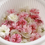 着色かすみ草×ホワイトかすみ草のドライフラワー