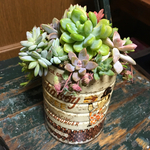 アンティーク缶  多肉植物 寄せ植え ビッグボーイ