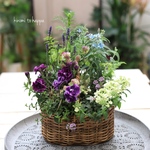 ロランスバスケットに♪パープルグリーンのギャザリング寄せ植え