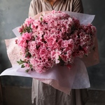 大きな花束のようなアゼリア開花株
