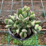 熊童子錦 激レア高級多肉植物 超美苗 韓国苗 観葉植物 花 園芸