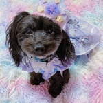 プリンセスティアラ❣️犬クラウン　犬ティアラ　犬記念日　犬お誕生日　イベント　犬服