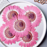 【押し花素材】ガーベラ　ピンク　小さめサイズ　pressed flowers