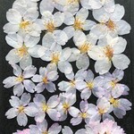 押し花 さくら 20枚 つぼみ付き I-23