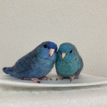 ※専用ページです※mont-and-mar様のサザナミインコちゃん、実物大サイズペアと、リースです♪羊毛フェルト