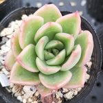 多肉植物　ギルバ