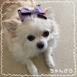 リニューアル💕手軽で可愛いおリボンプチヘドレラベンダー(小型犬用、ゴム色選択)