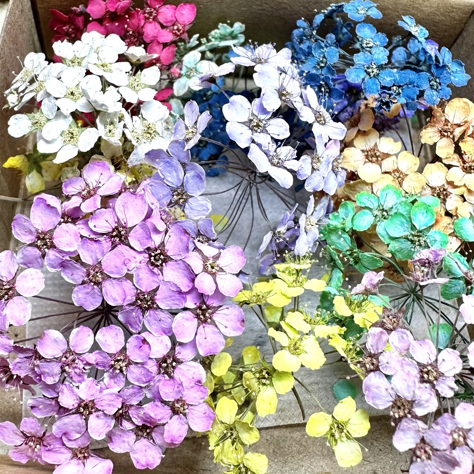 ミニバラドライフラワーBOX（ピンク）8輪 - handmade Chimi Chimi