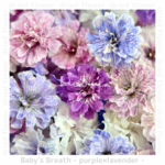 ★再販リクエスト品★かすみ草〈パープル×ラベンダー 〉/ドライフラワー　2色染め　花材　DIY