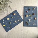 再‥販！botanical specimen （縦タイプ）