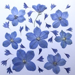 デルフィニウムとヤグルマソウの押し花
