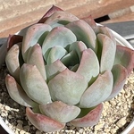 【アマビレ×ウォーターリリー エケベリア】♡韓国苗♡多肉植物